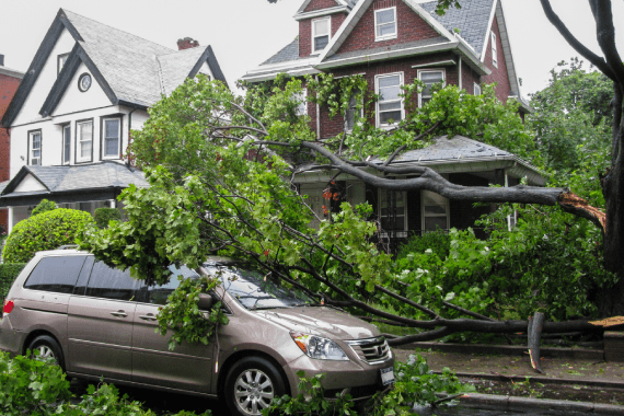 Super Affordable Tree Service