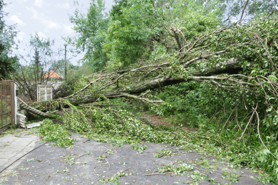 Super Affordable Tree Service