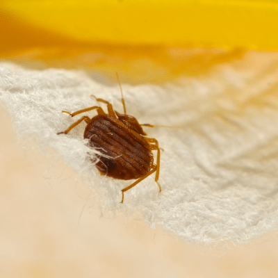 BED BUG TREATMENT