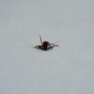 FLEA/TICK TREATMENT FOR HOMES