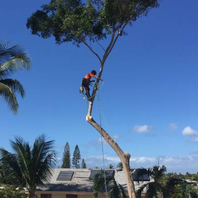 EMERGENCY TREE SERVICE