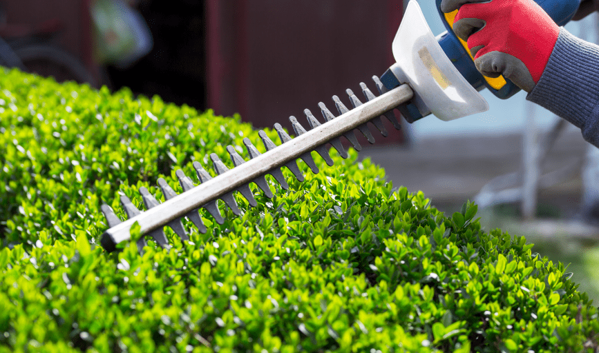 HEDGE TRIMMING