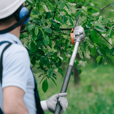 TREE TRIMMING