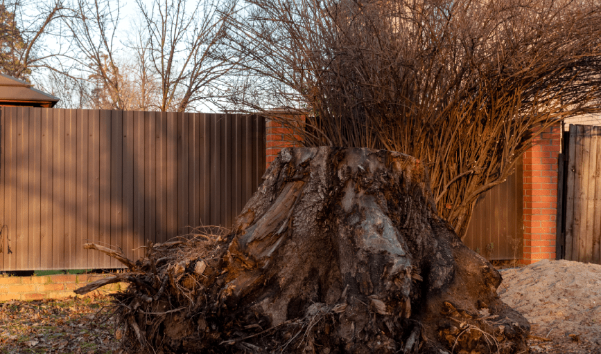 TREE REMOVAL SERVICES