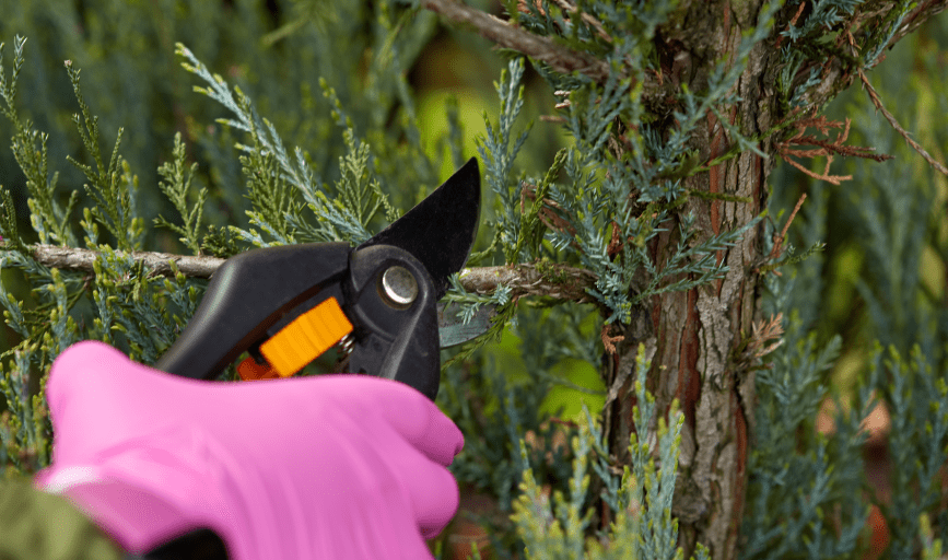 TREE PRUNING SERVICES