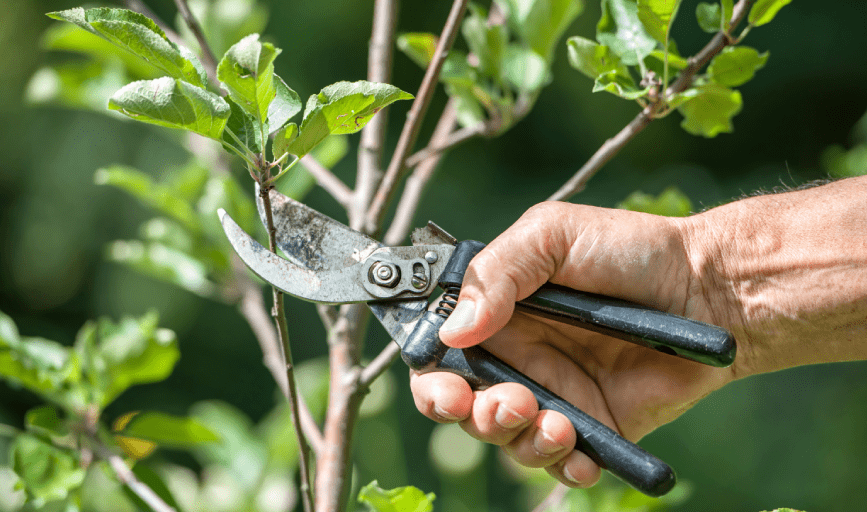 TREE PRUNING