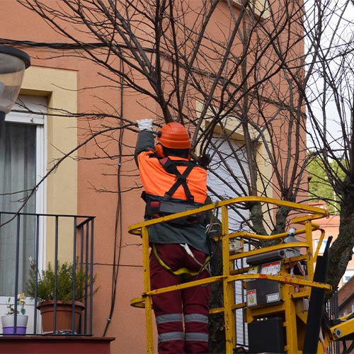 Commercial Tree Service 