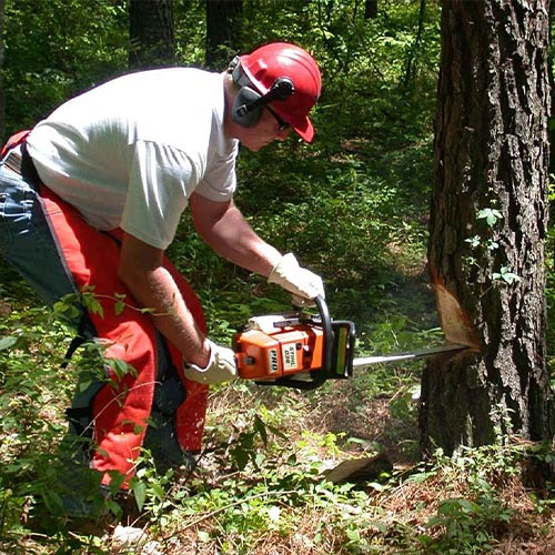 Tree Removal