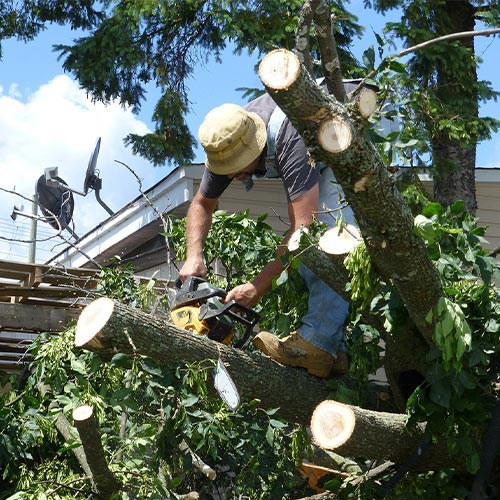 Tree Trimming