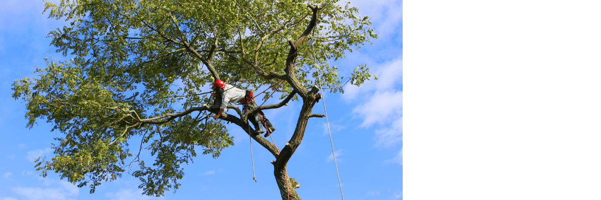 Tree Services