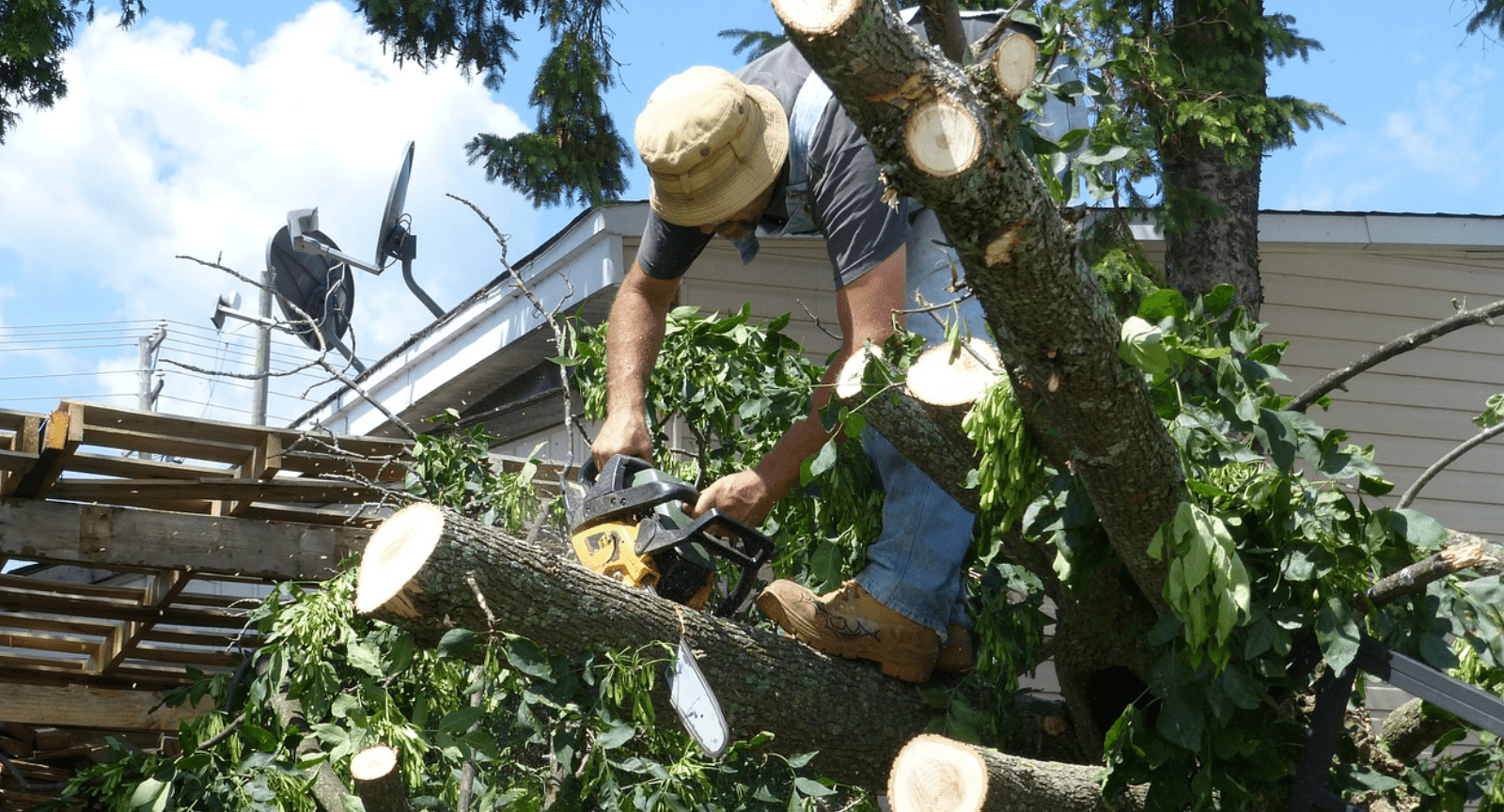 Emergency Tree Removal