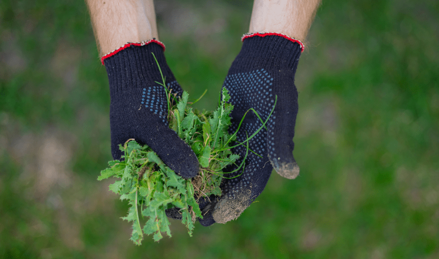 WEED REMOVAL
