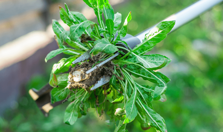 WEED WHACKING SERVICES