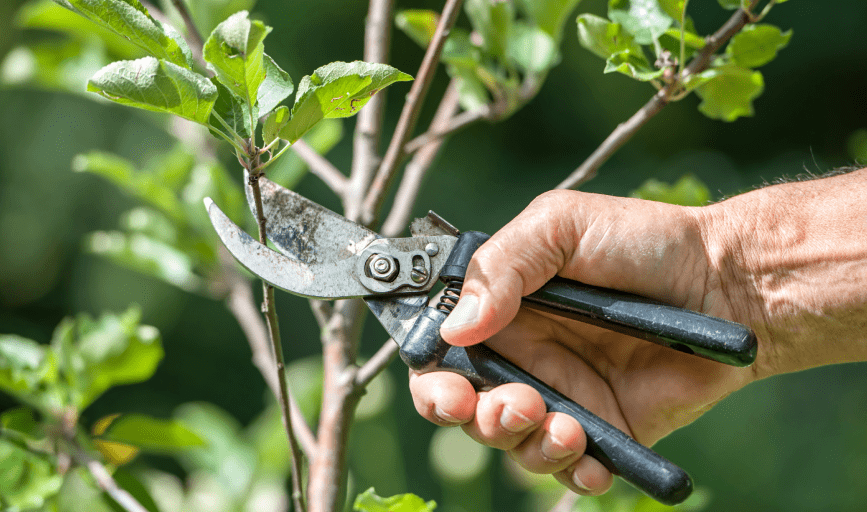 LEAF REMOVAL SERVICES