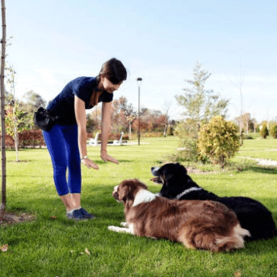 DOG OBEDIENCE TRAINING