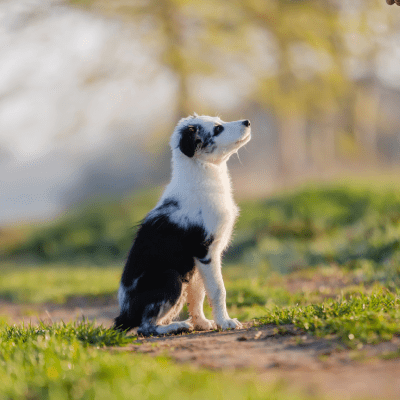 PUPPY TRAINING