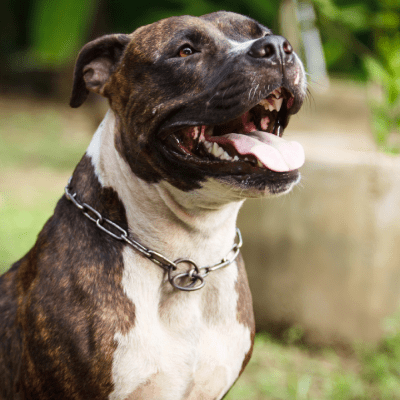 PITBULL TRAINING