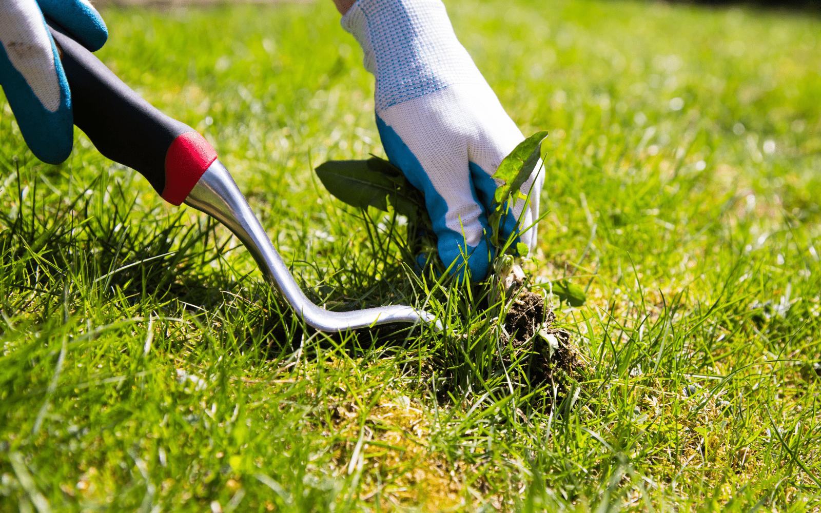 Weed Control Services