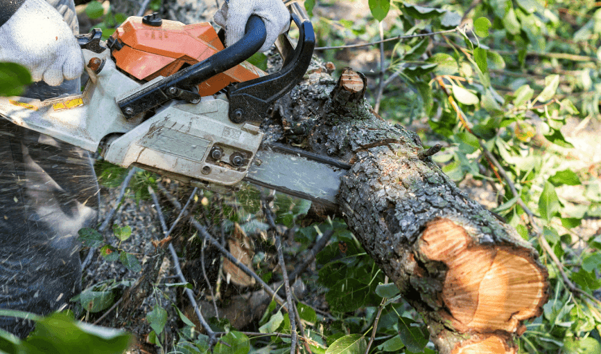 TREE TRIMMING SERVICES