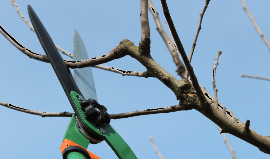 TREE PRUNING SERVICES