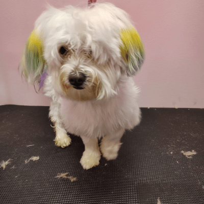 PET HAIR COLORING