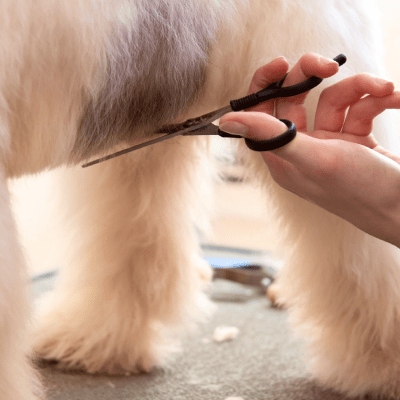 PET HAIRCUTS