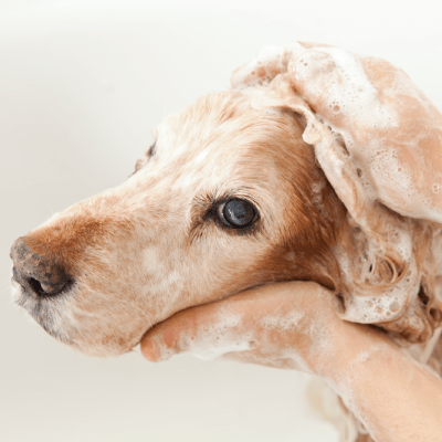 FLEA TREATMENT