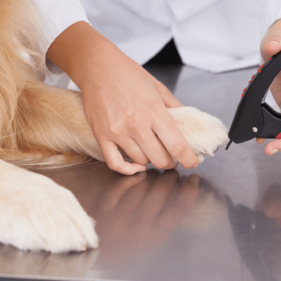 PET NAIL TRIMMING