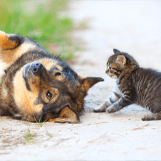 Pet Sitting