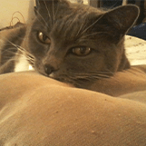 Cat Sitting
