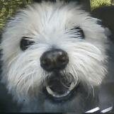 Dog Sitting and Dog Walking Care Visits