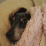 Overnight Pet Sitting