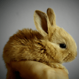 Rabbit Sitting