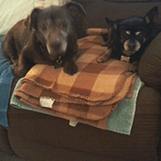 Special Needs Pet Services