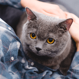Senior Pet Services