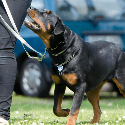 DOG BEHAVIOR TRAINING