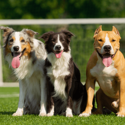 GROUP CLASS DOG TRAINING