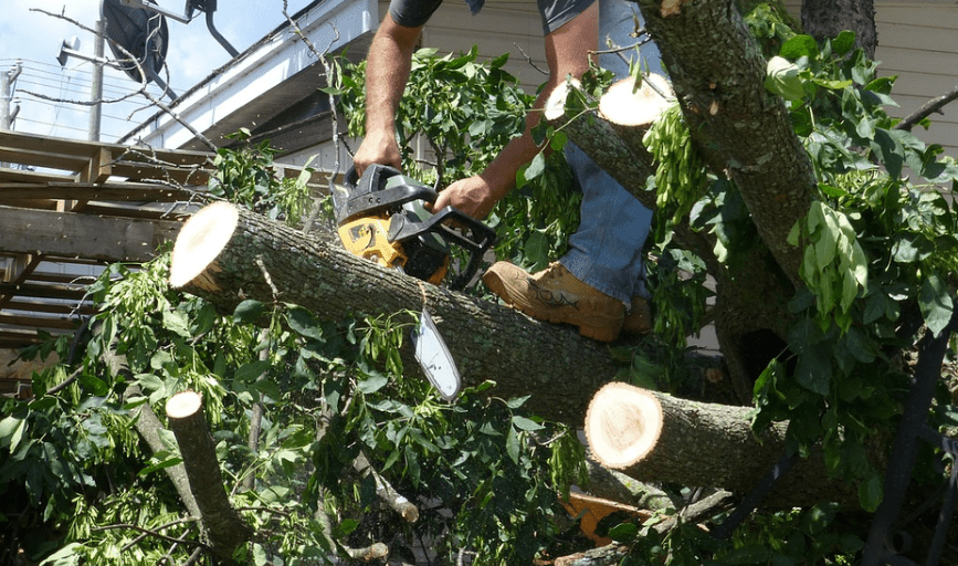 TREE TRIMMING SERVICES