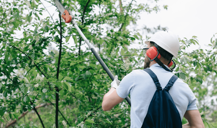 TREE TRIMMING