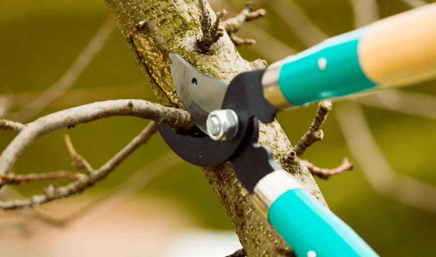 TREE PRUNING