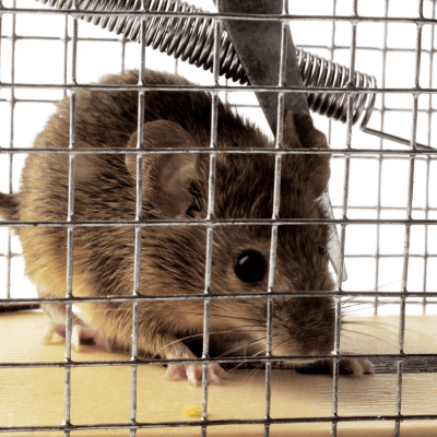 RODENT REMOVAL