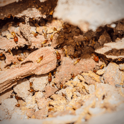TERMITE INSPECTION