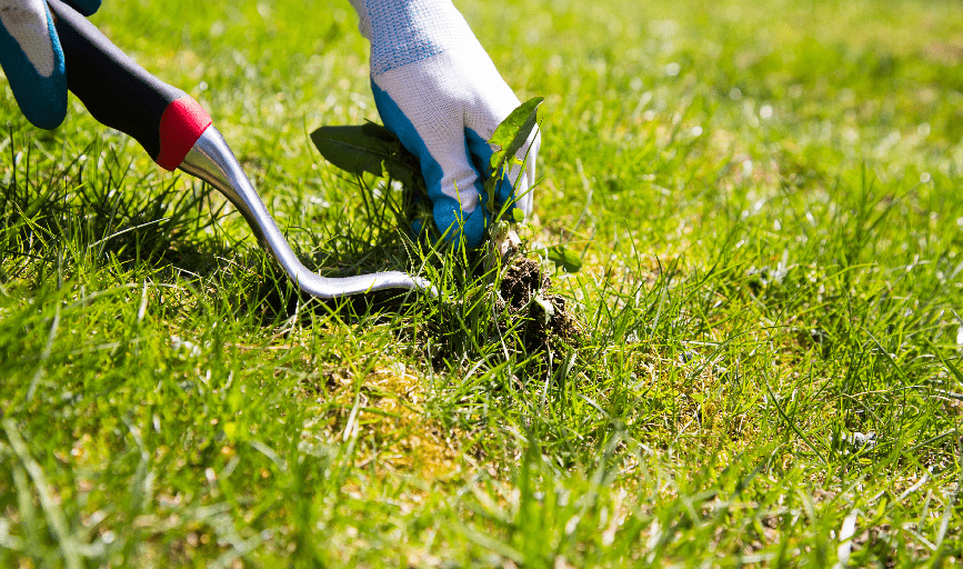 TURF WEED REMOVAL