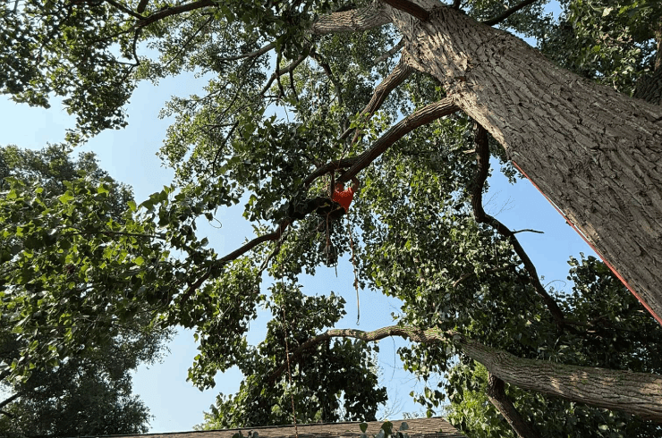 S&M Premier Removals