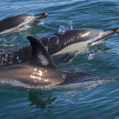 DOLPHIN TOURS