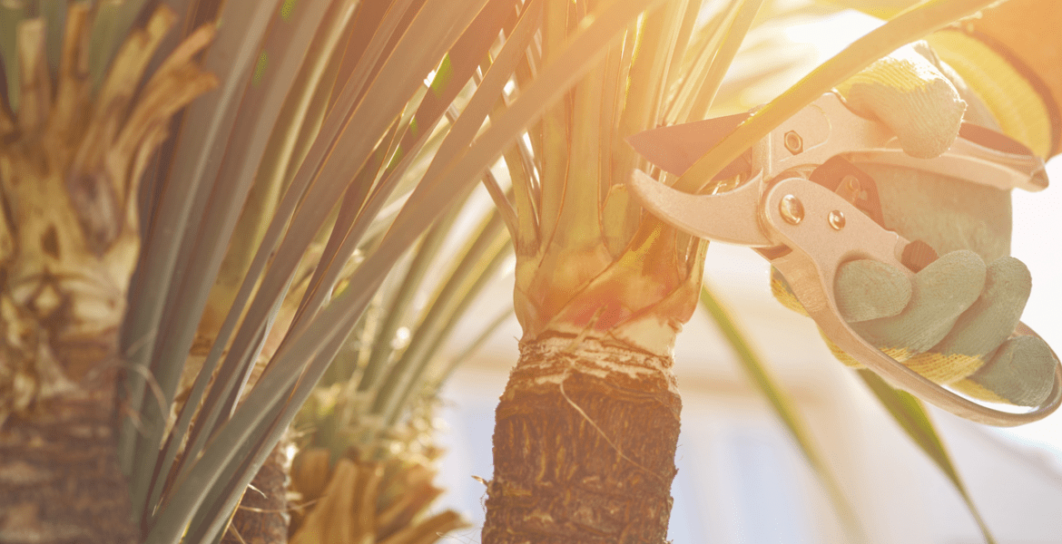 Father and Son Landscaping