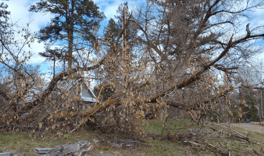 STORM DAMAGE TREE CLEANUPS
