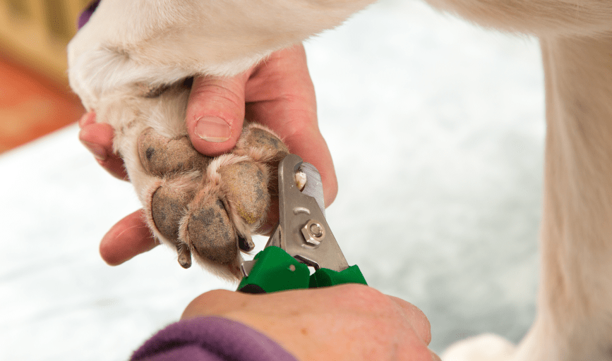 PET NAIL TRIMMING