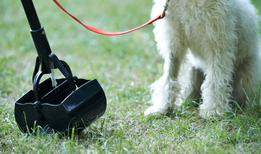 PET WASTE REMOVAL SERVICES