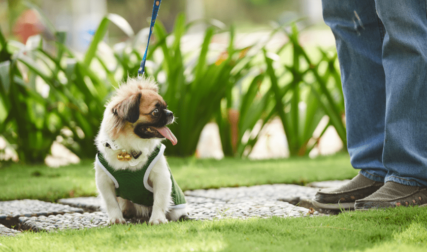 PET SITTING SERVICES